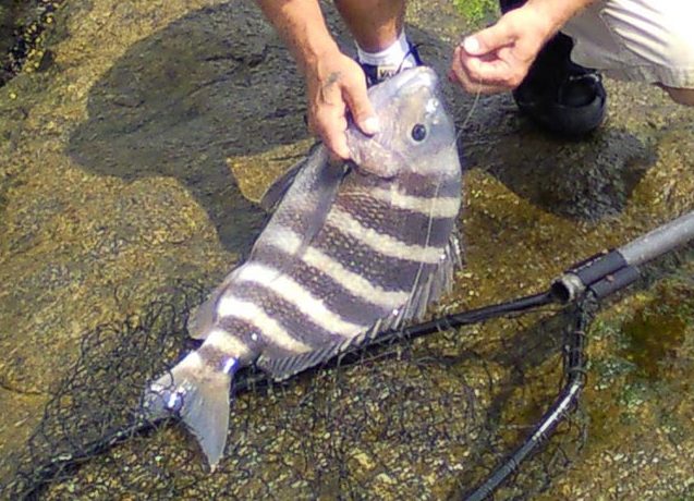 SHEEPSHEAD