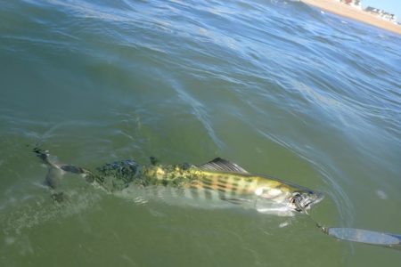chasing bonito
