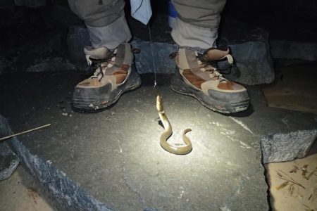 American eels