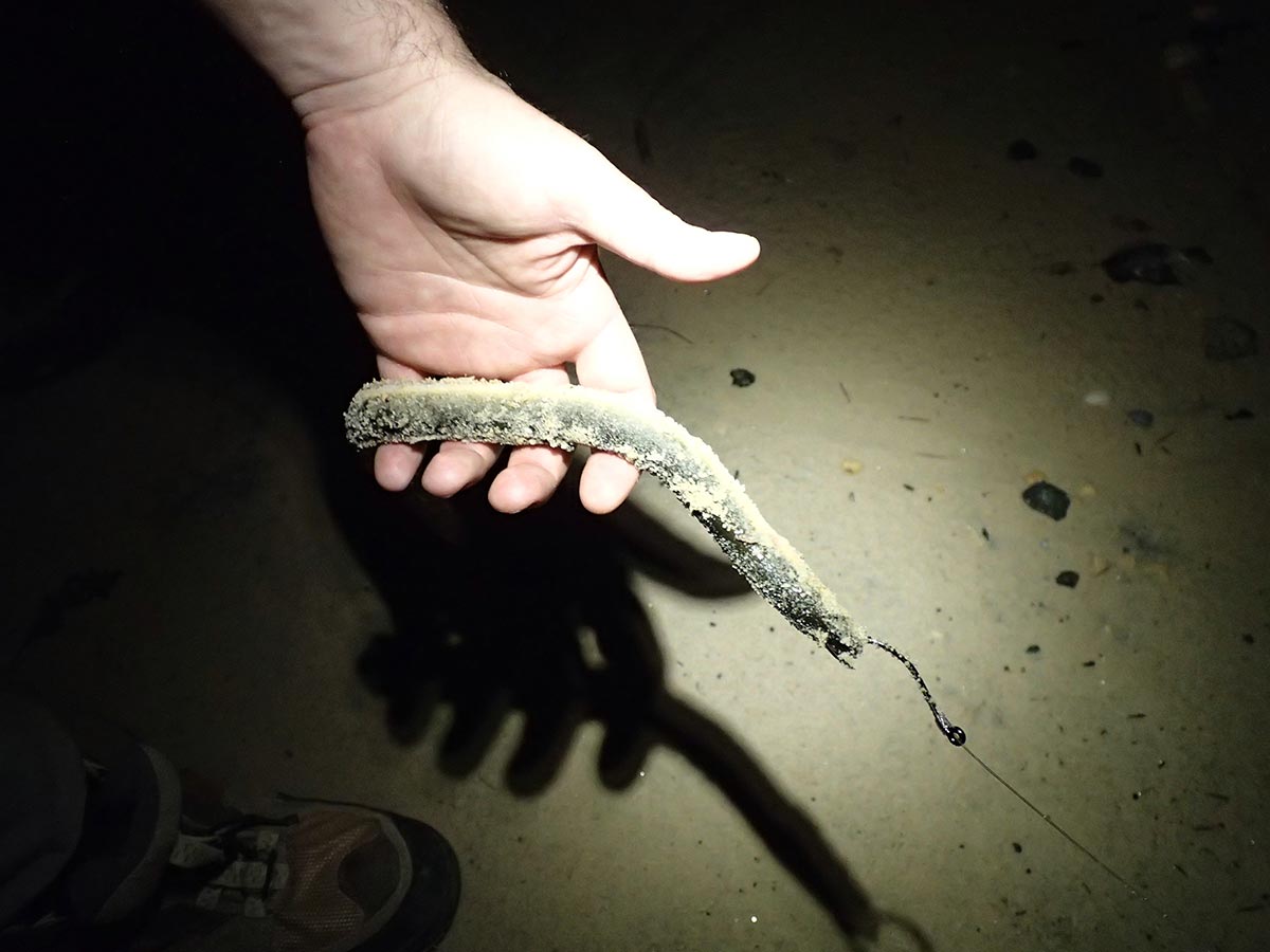 sandy eel