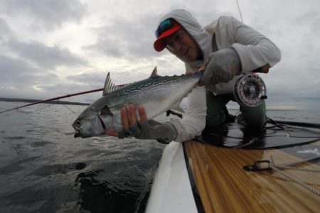 One of the most exciting inshore gamefish