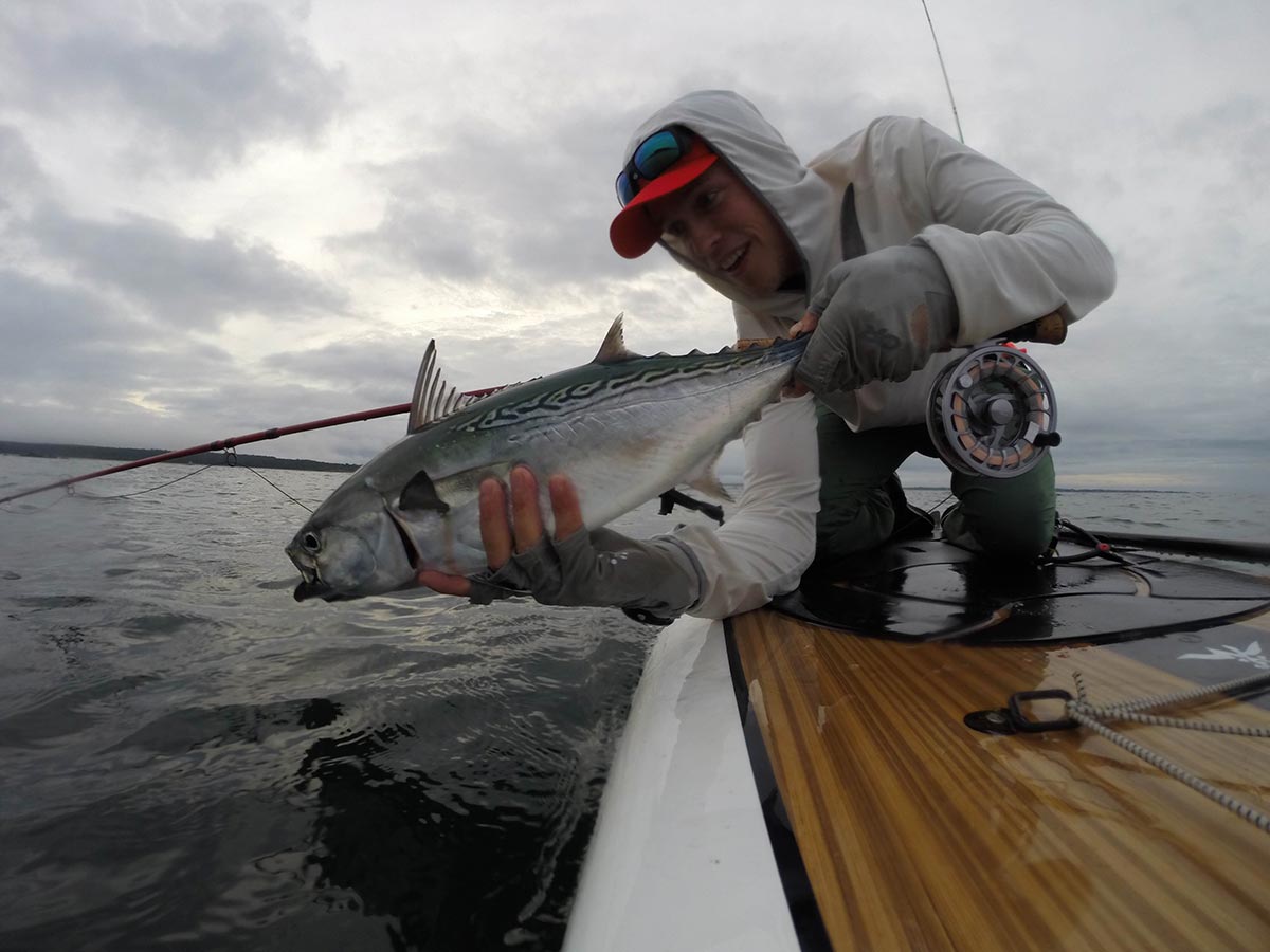 One of the most exciting inshore gamefish 