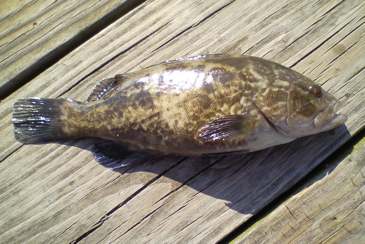 This odd grouper was caught by the author and his crew in Barnegat Inlet, one of two caught that particular day.
