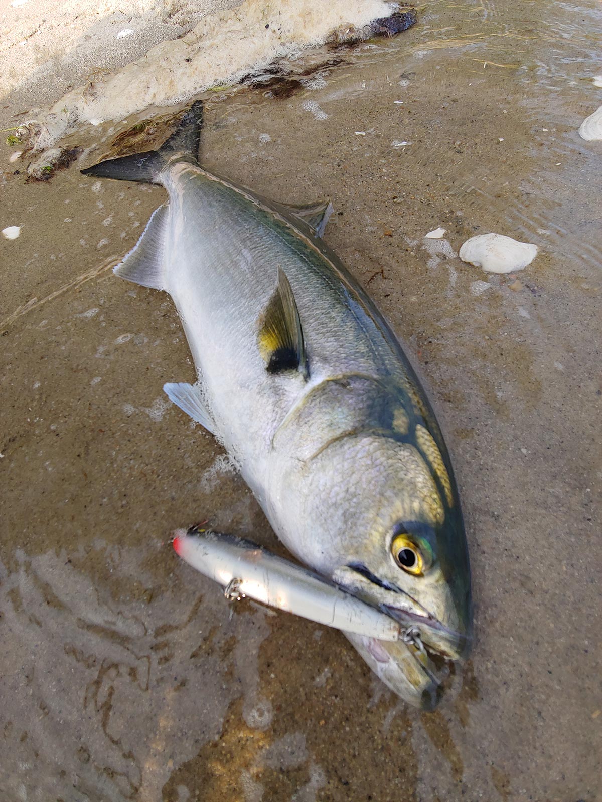 While the South County beaches produced mostly striped bass, inside the Bay both bass and blues could be found mixed on the peanut bunker blitzes.