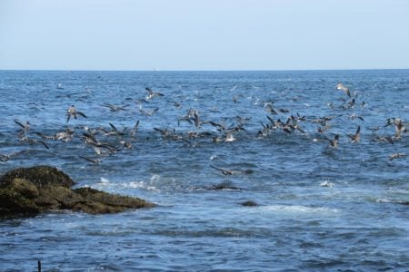 When peanuts arrive in late summer, the South County beaches in Rhode Island come alive with striped bass, bluefish and birds.