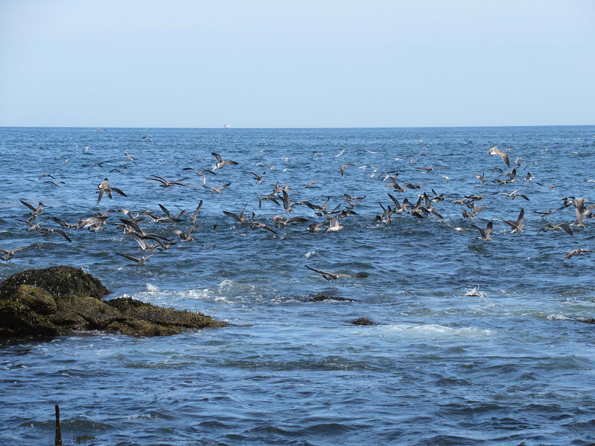 When peanuts arrive in late summer, the South County beaches in Rhode Island come alive with striped bass, bluefish and birds.