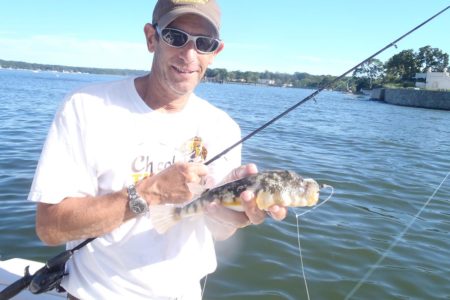 The return of blowfish to North Shore waters has added additional spice to my mixed bag.