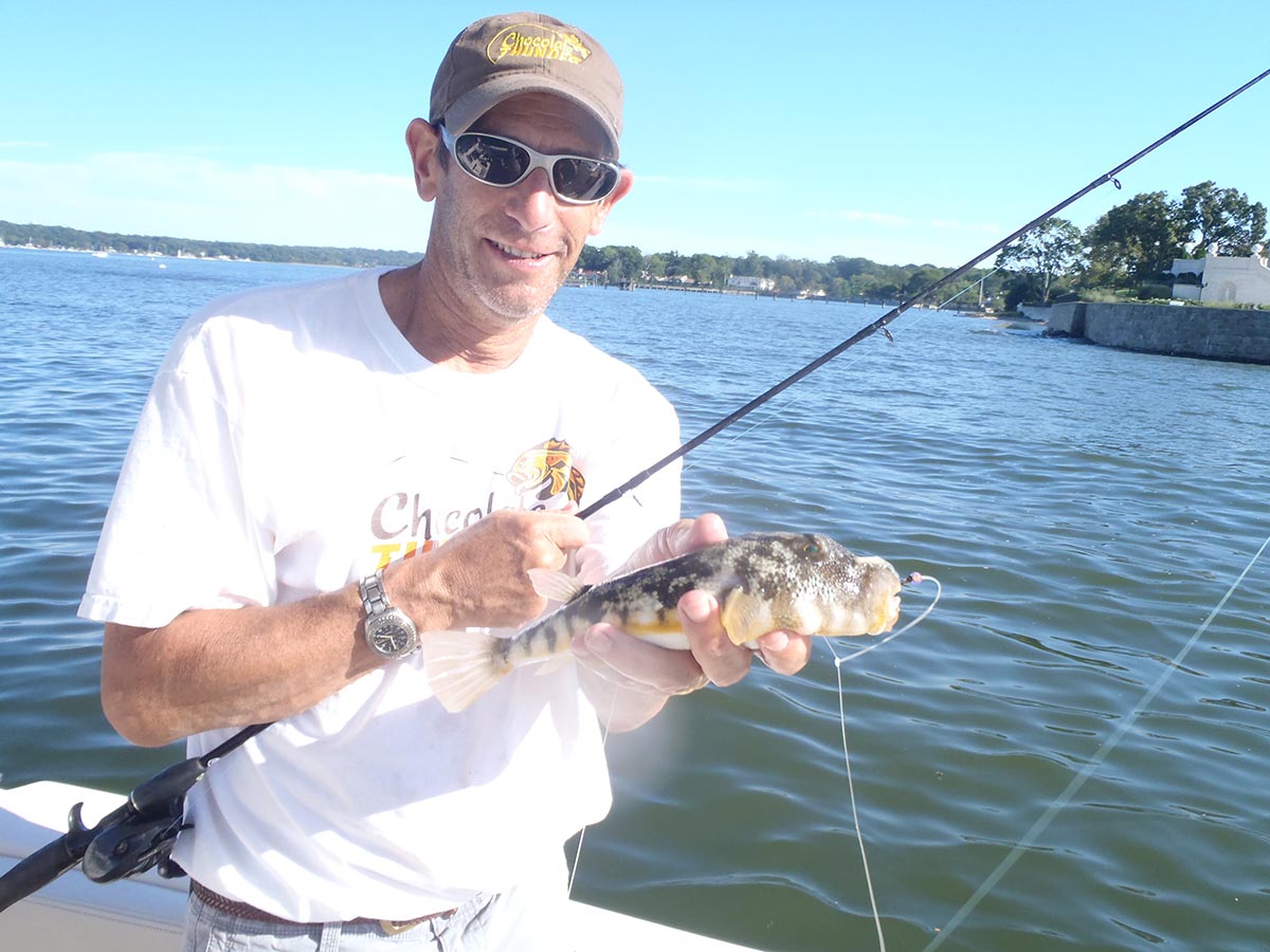 The return of blowfish to North Shore waters has added additional spice to my mixed bag.