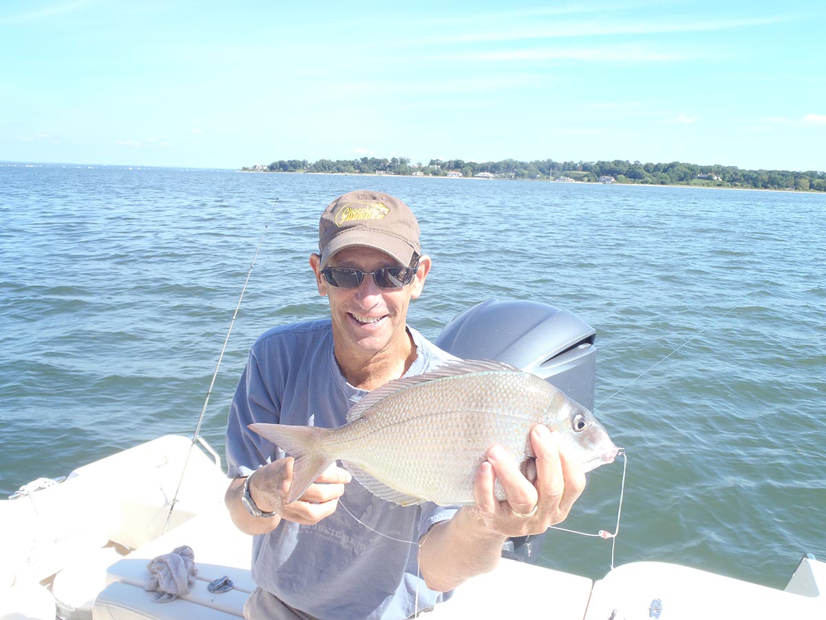 There’s plenty of porgies around like this one to provide anglers with an opportunity to harvest selectively. 