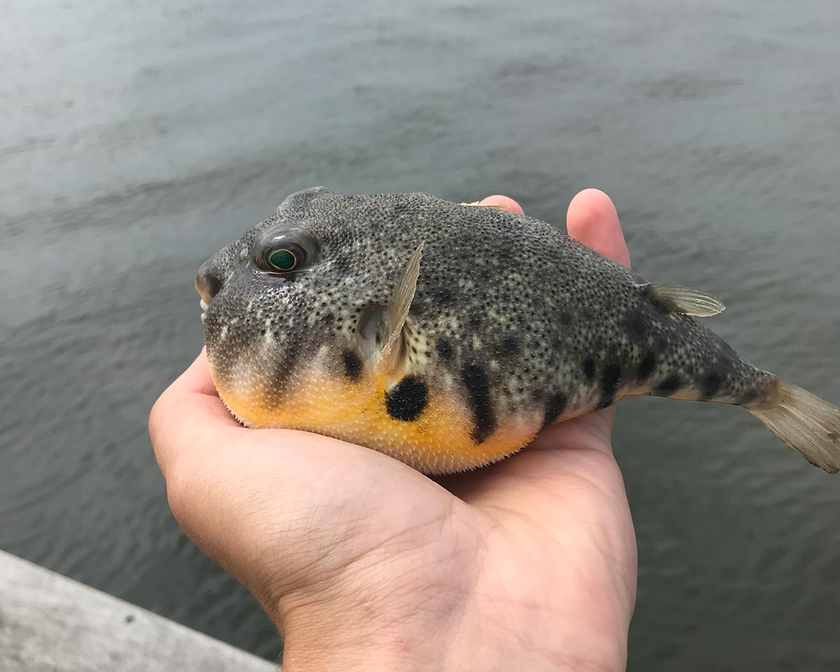 Blowfish Fishing in New Jersey