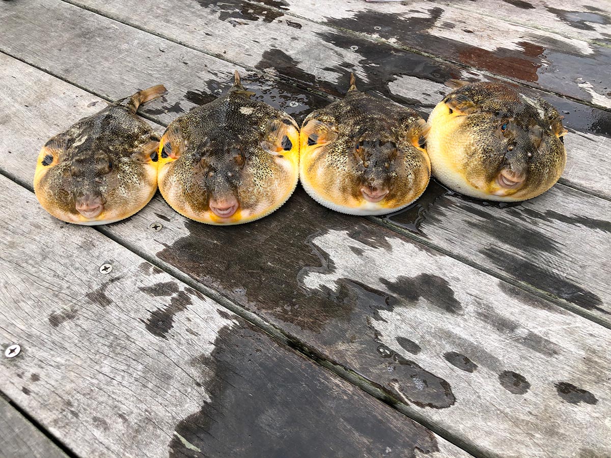 Four tasty ones ready for the frying pan. Northern puffers are perfectly safe to eat. Photo by Captree Bait and Tackle.