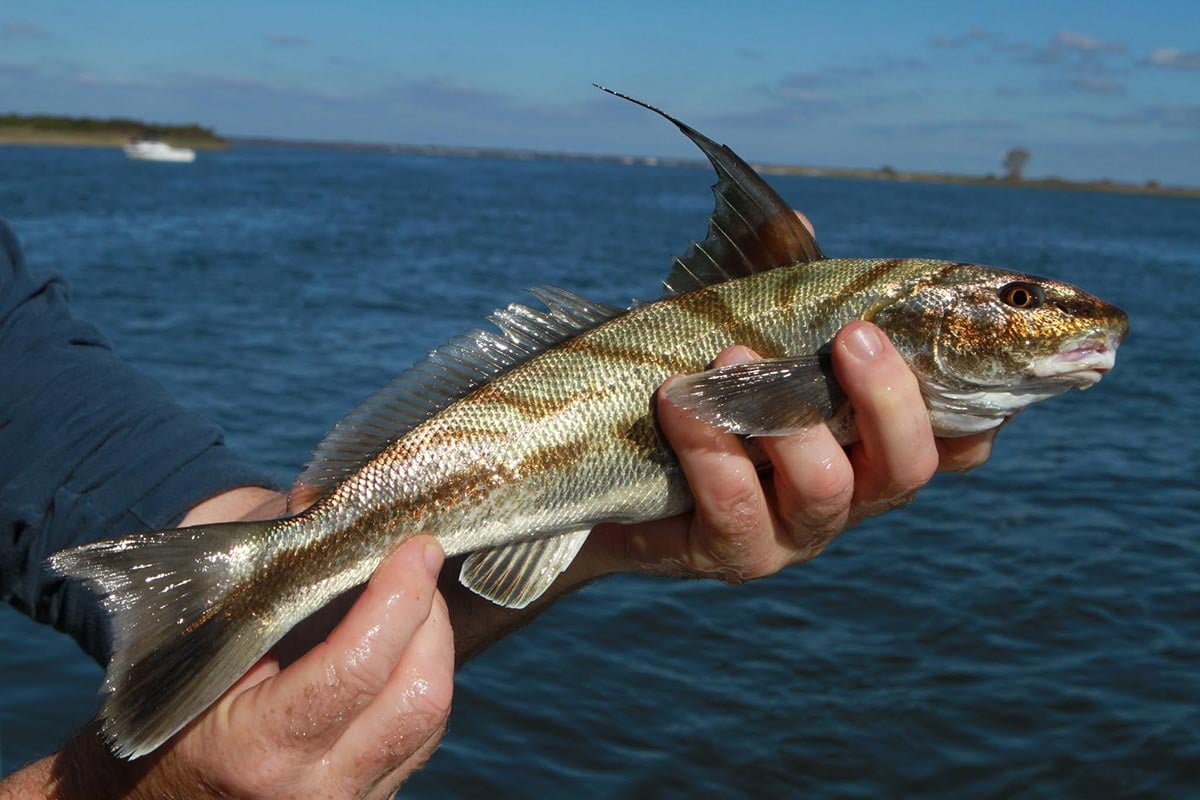 Don’t be surprised if kingfish are in the mix while searching for “chicken of the sea.” Photo by Tim C. Smith.