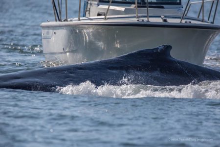 Boat and whale on collision course in Reynolds Channel in November 2017. Photo by Mike Busch