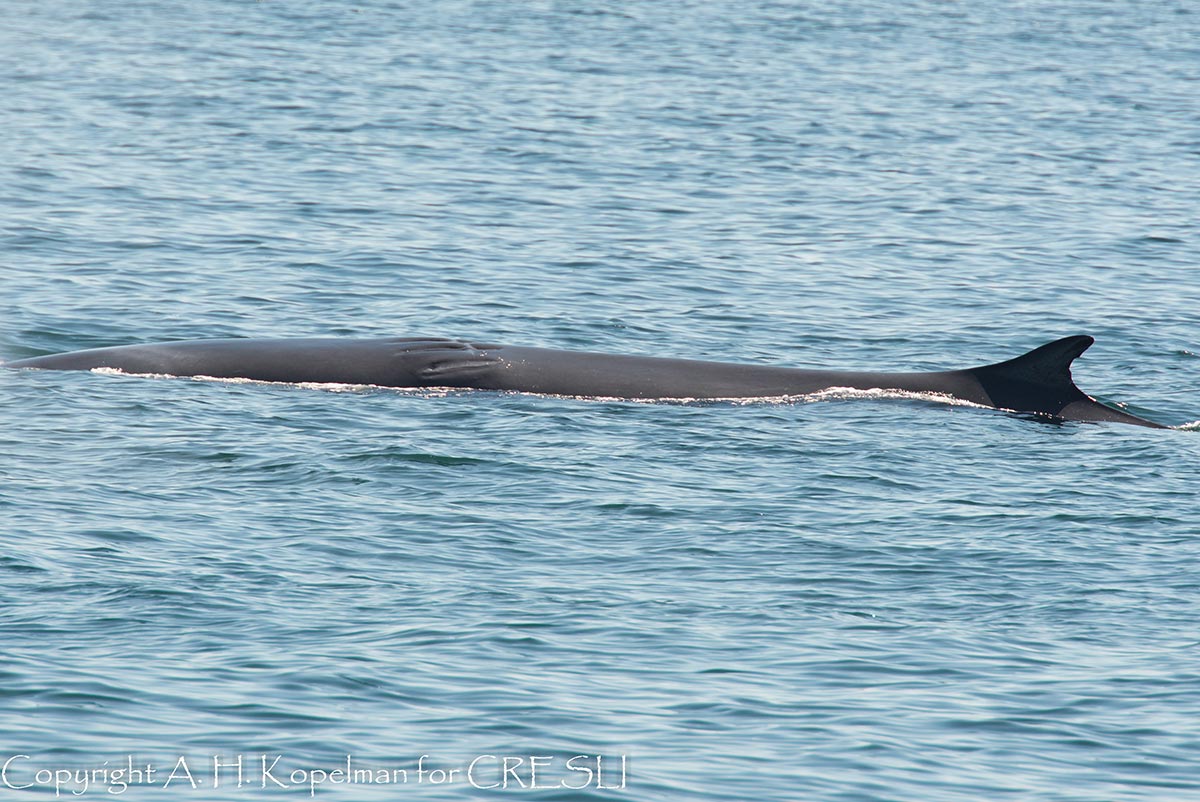 Fin whale with prop scars on back. Photo by Artie Kopelman
