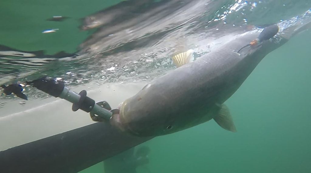 Independence is the name of the third striped bass of 2020