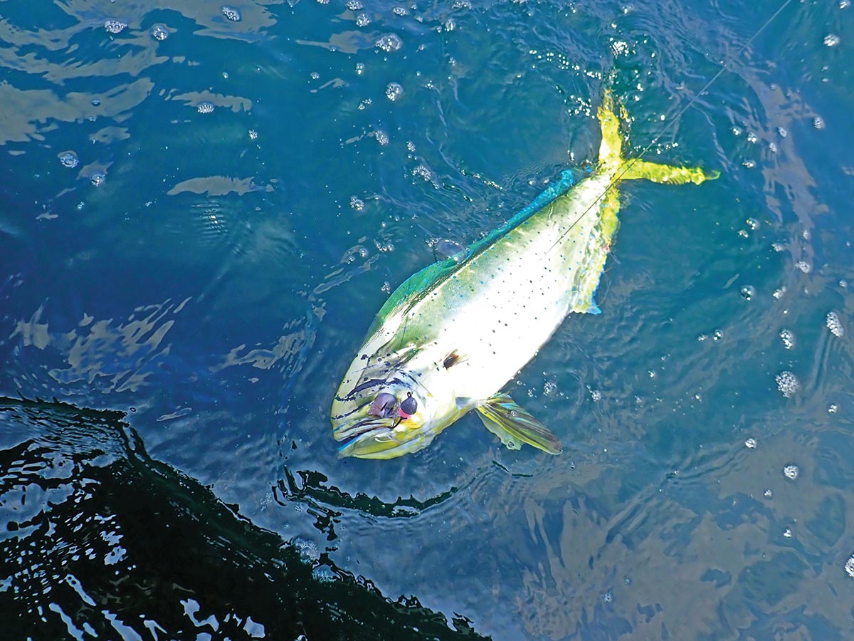 Mahi are capable of reproducing at 4 to 5 months old
