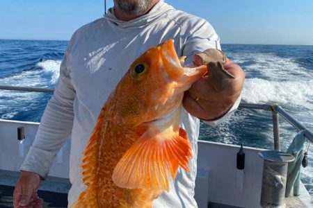 TILEFISH