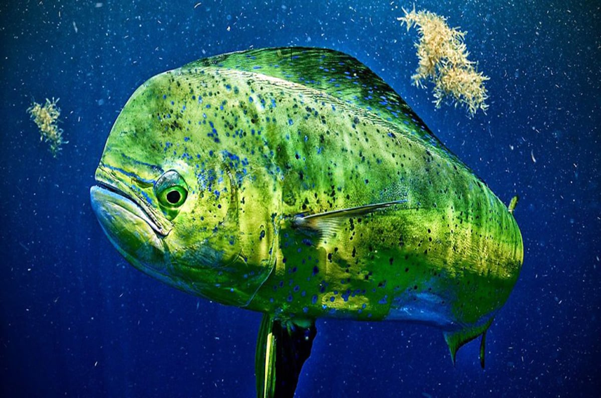 Mahi-mahi