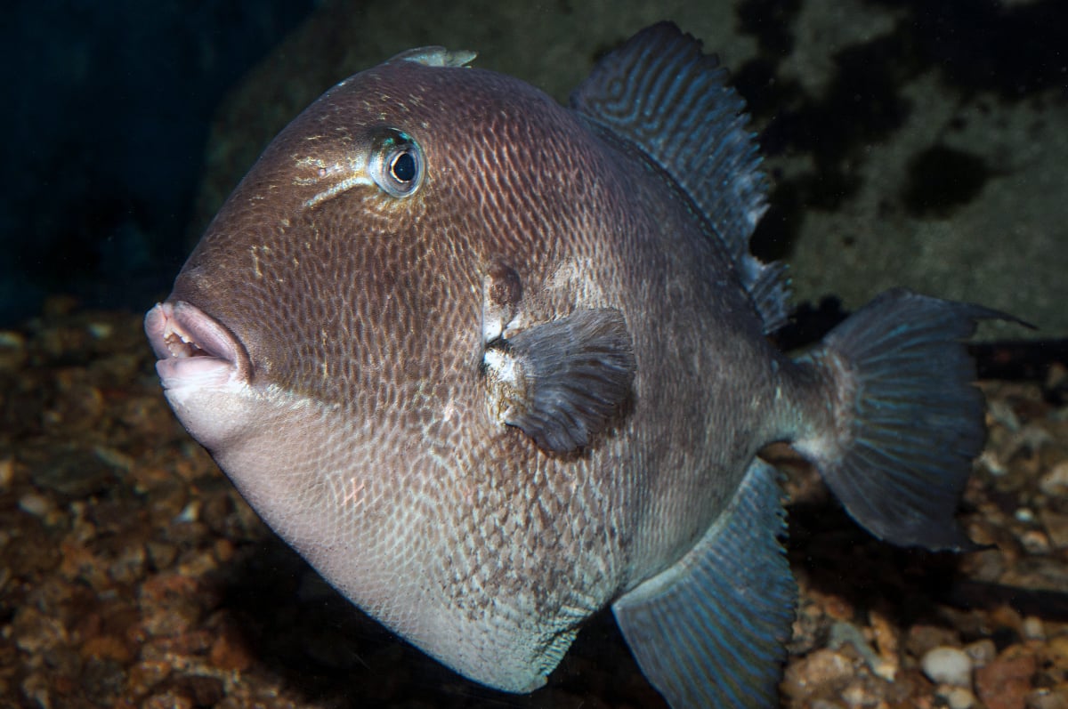 Gray Triggerfish