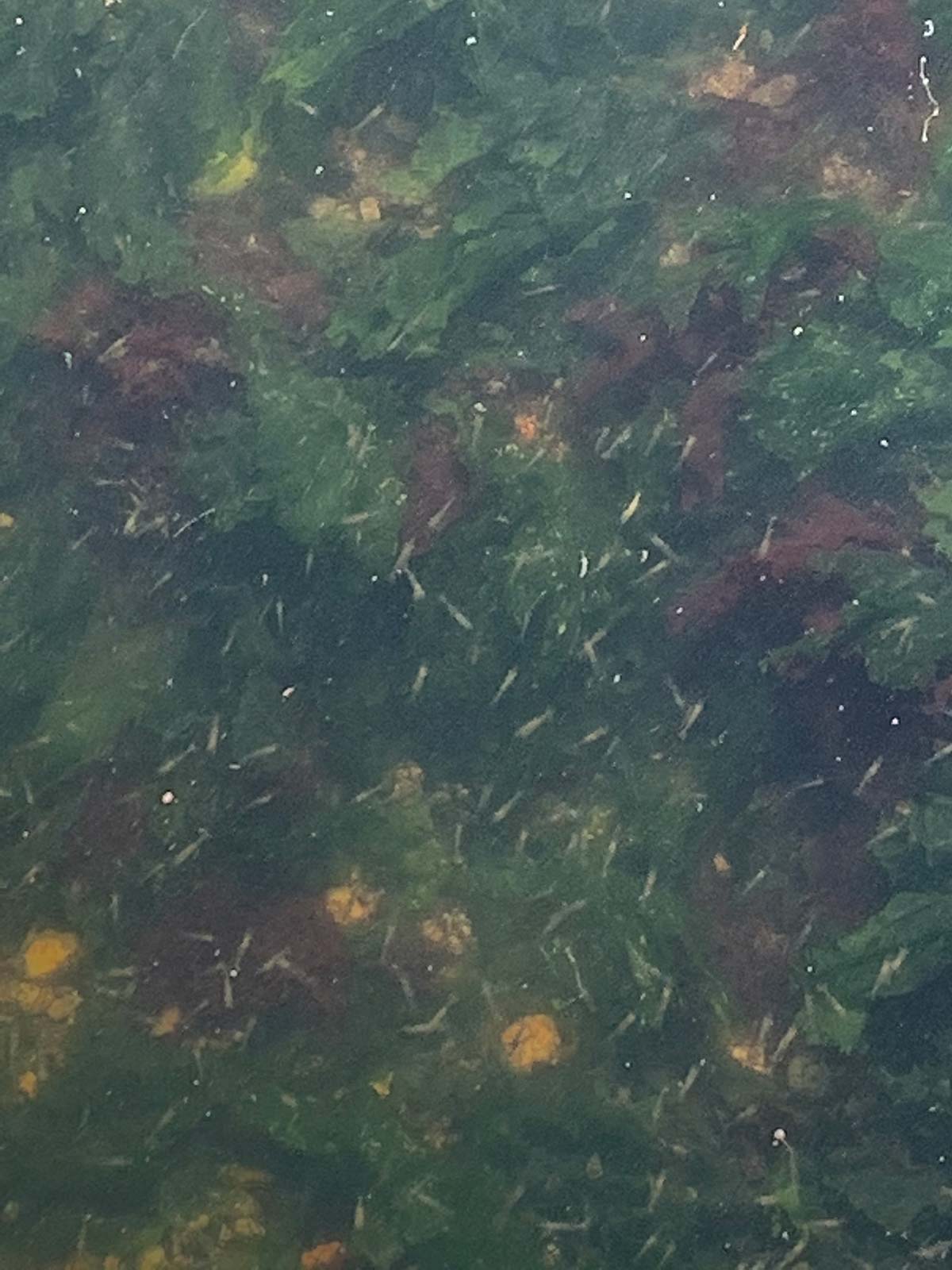 Masses of grass shrimp