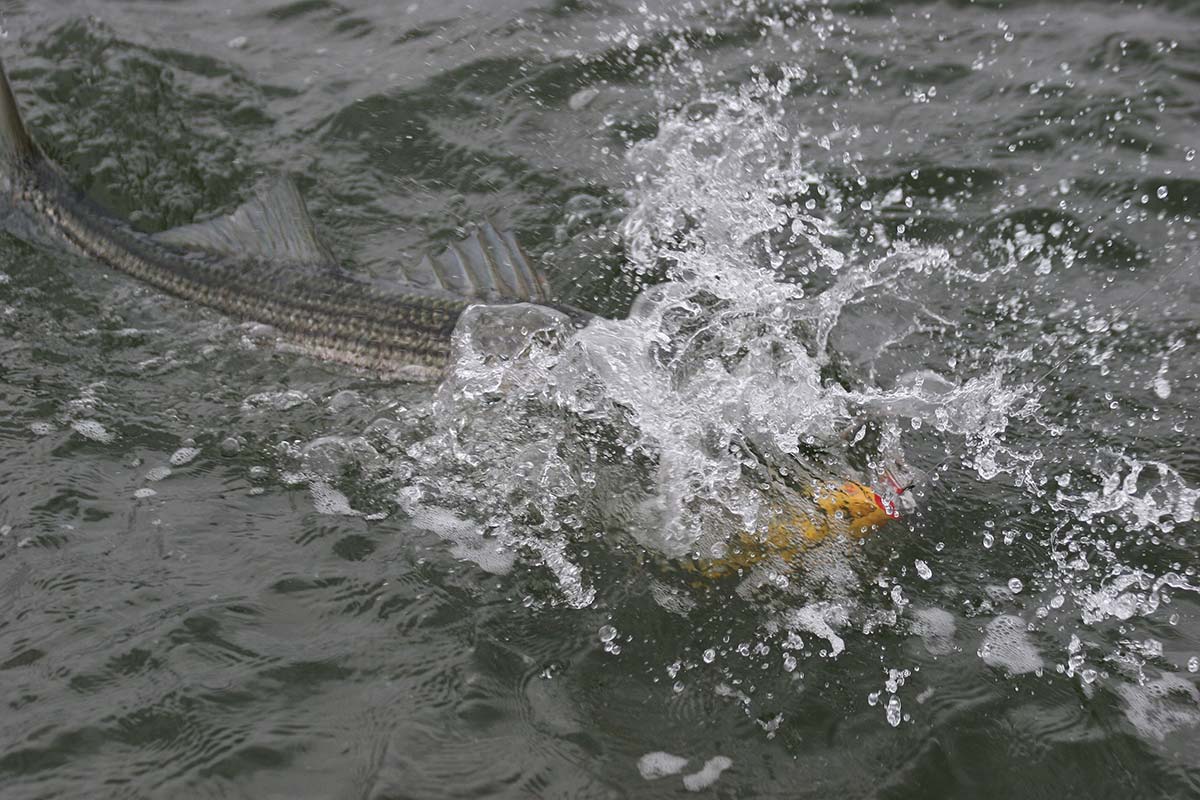 Boat Stripers Casting Inside Out 