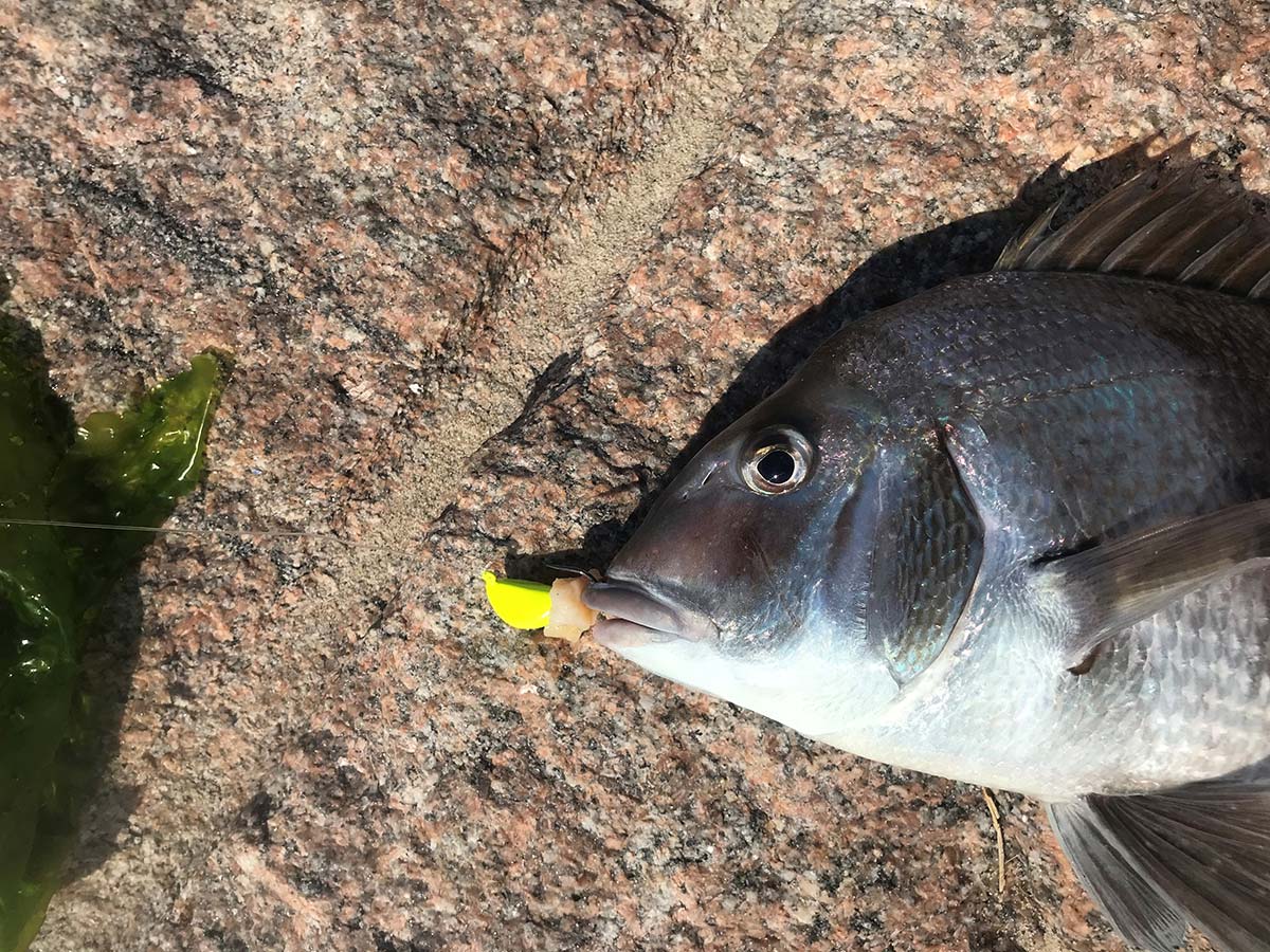 Clams make a great bait