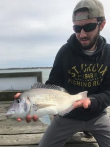 Some big humpback porgies