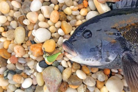 Shoreside Tog Tactics Blackfish