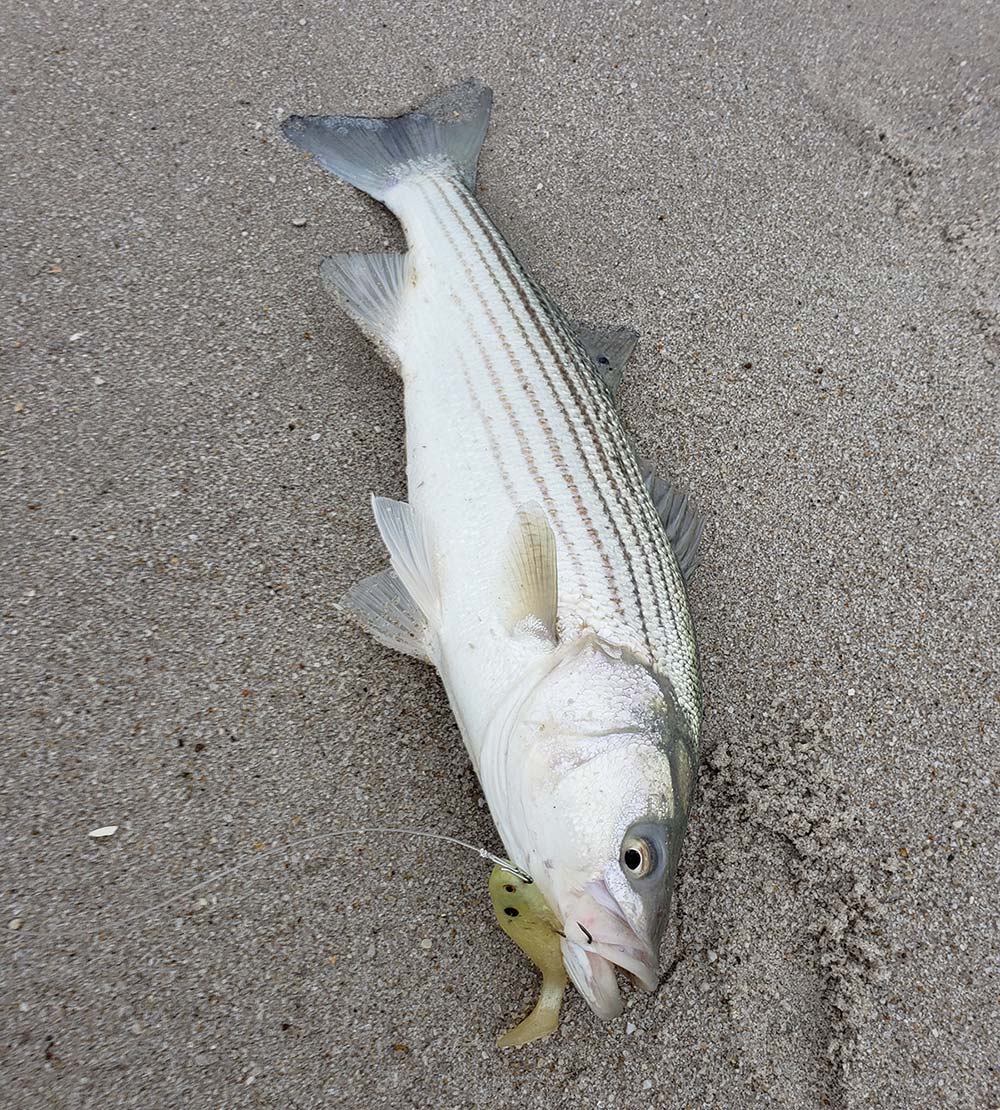 The paddletail or swim shad