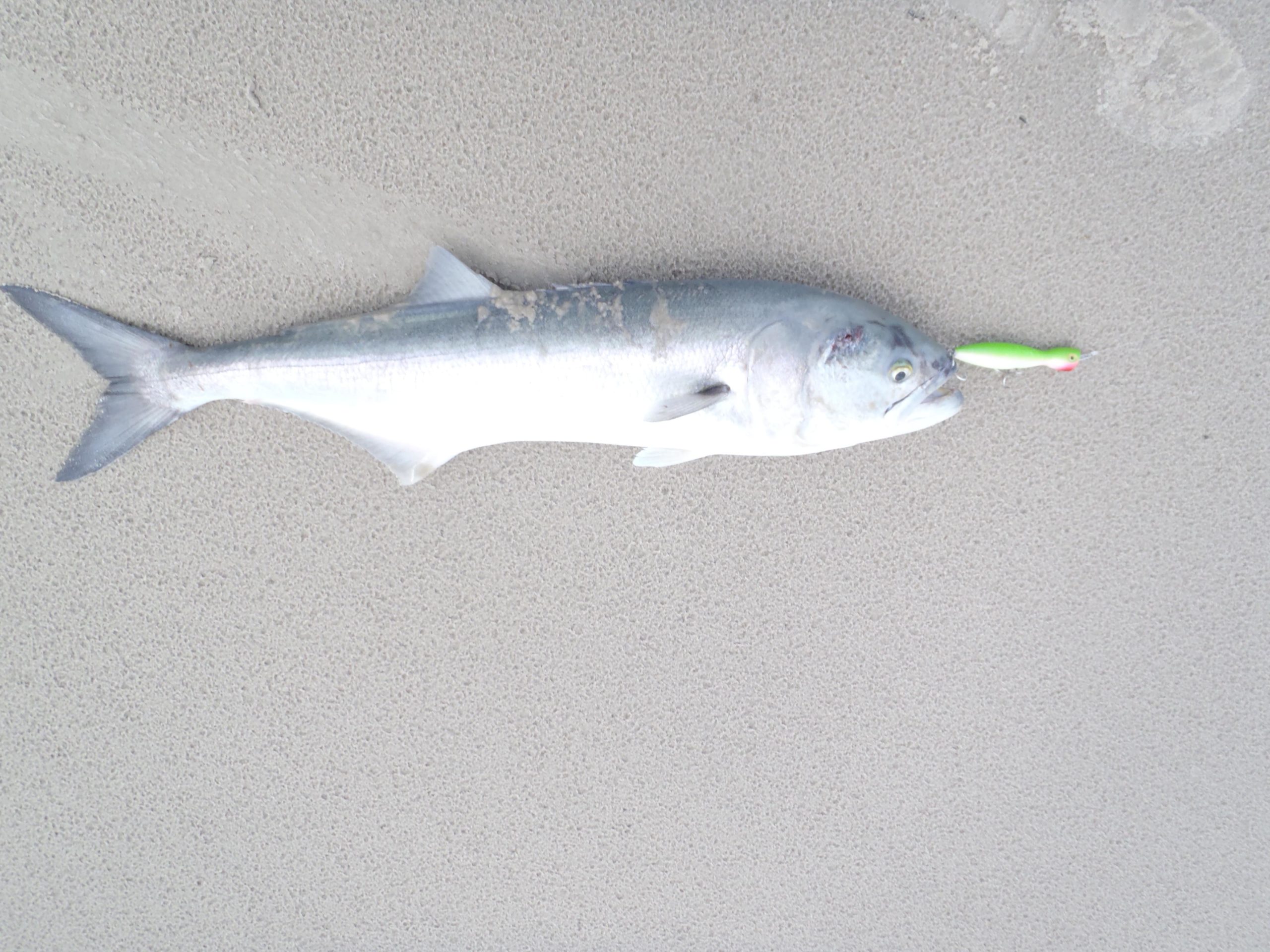 Surf: Bait or Lures? - The Fisherman