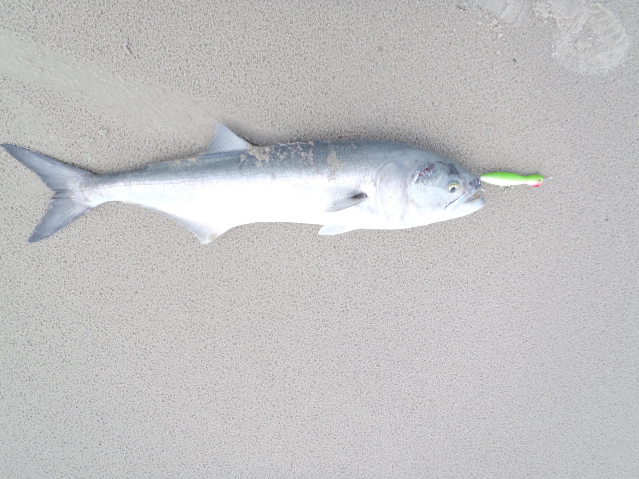 Surf: Bait or Lures? - The Fisherman