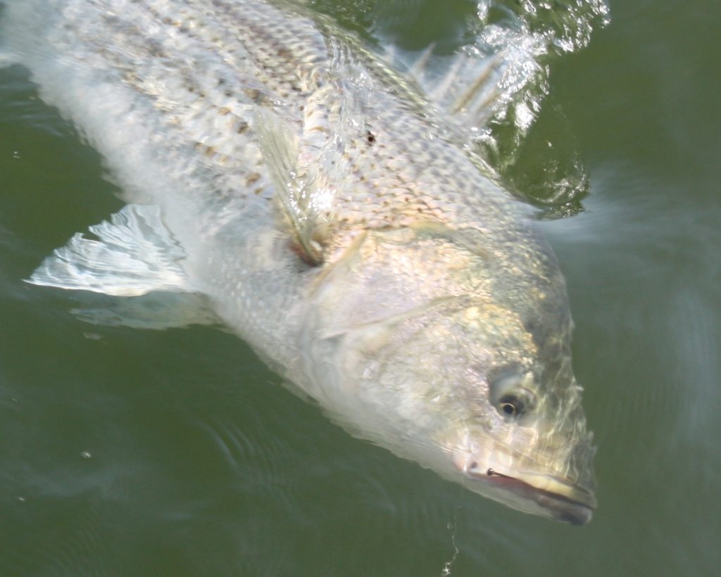 STRIPED BASS RELEASE MORTALITY STUDY IN MASSACHUSETTS - The Fisherman