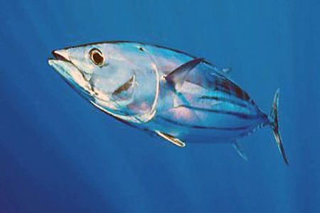 OFFSHORE Atlantic Skipjack Tuna