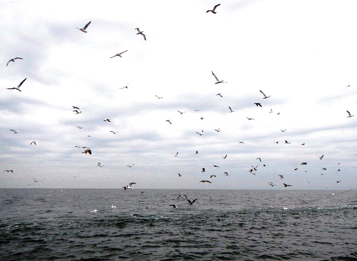 Birds like these gannets and gulls 