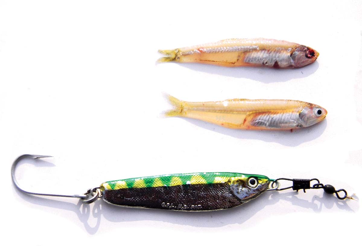 Crippled herring jigs