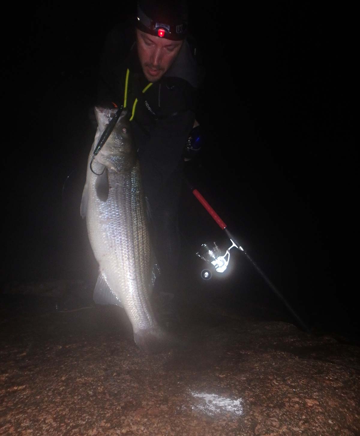 Bass were feeding on adult bunker