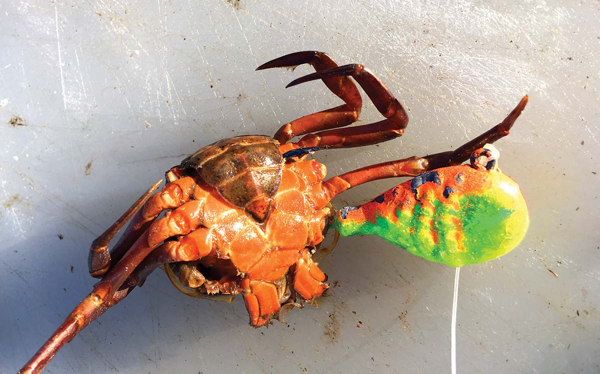 Hook a whole crab