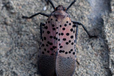 LanternFly