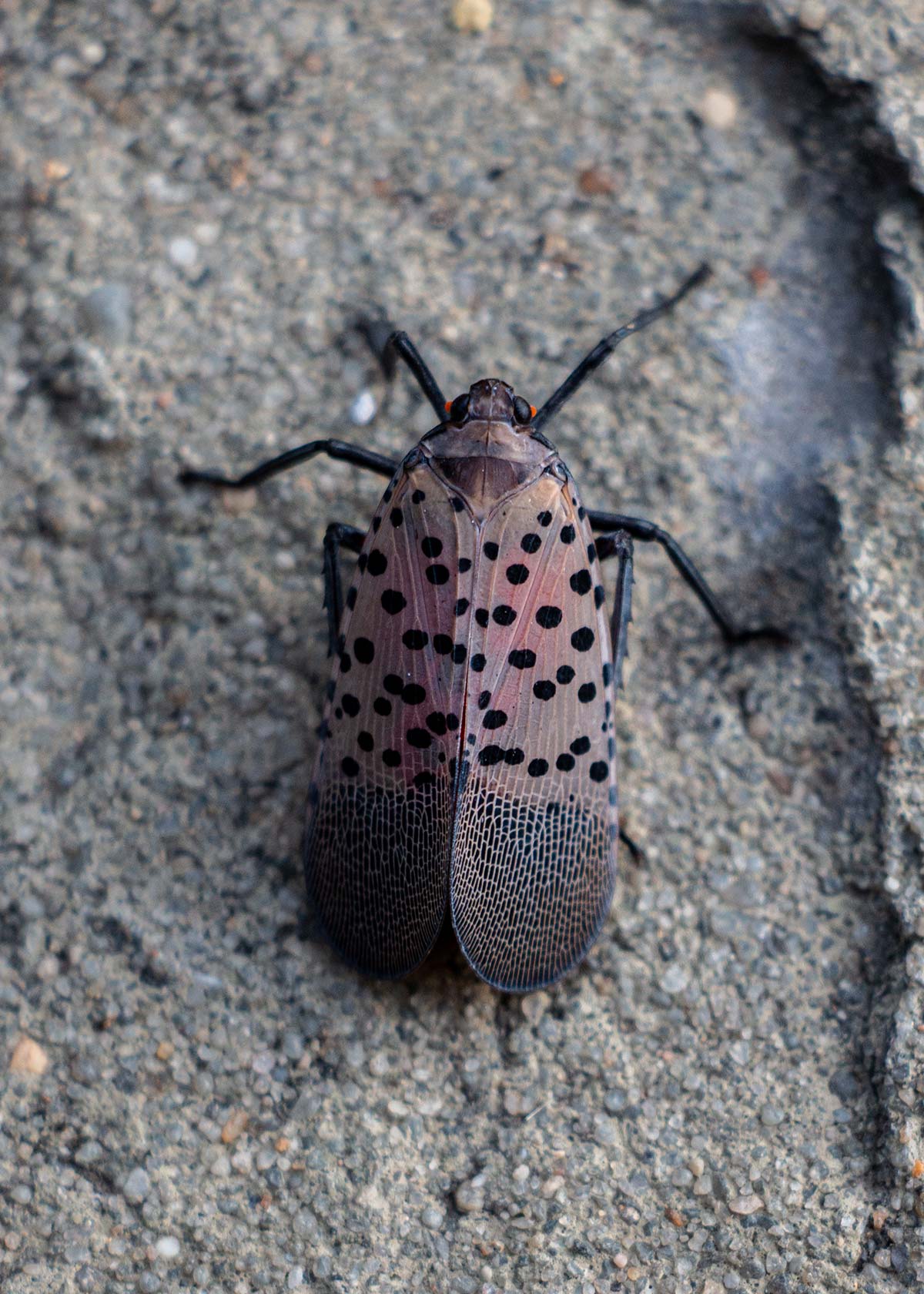 LanternFly