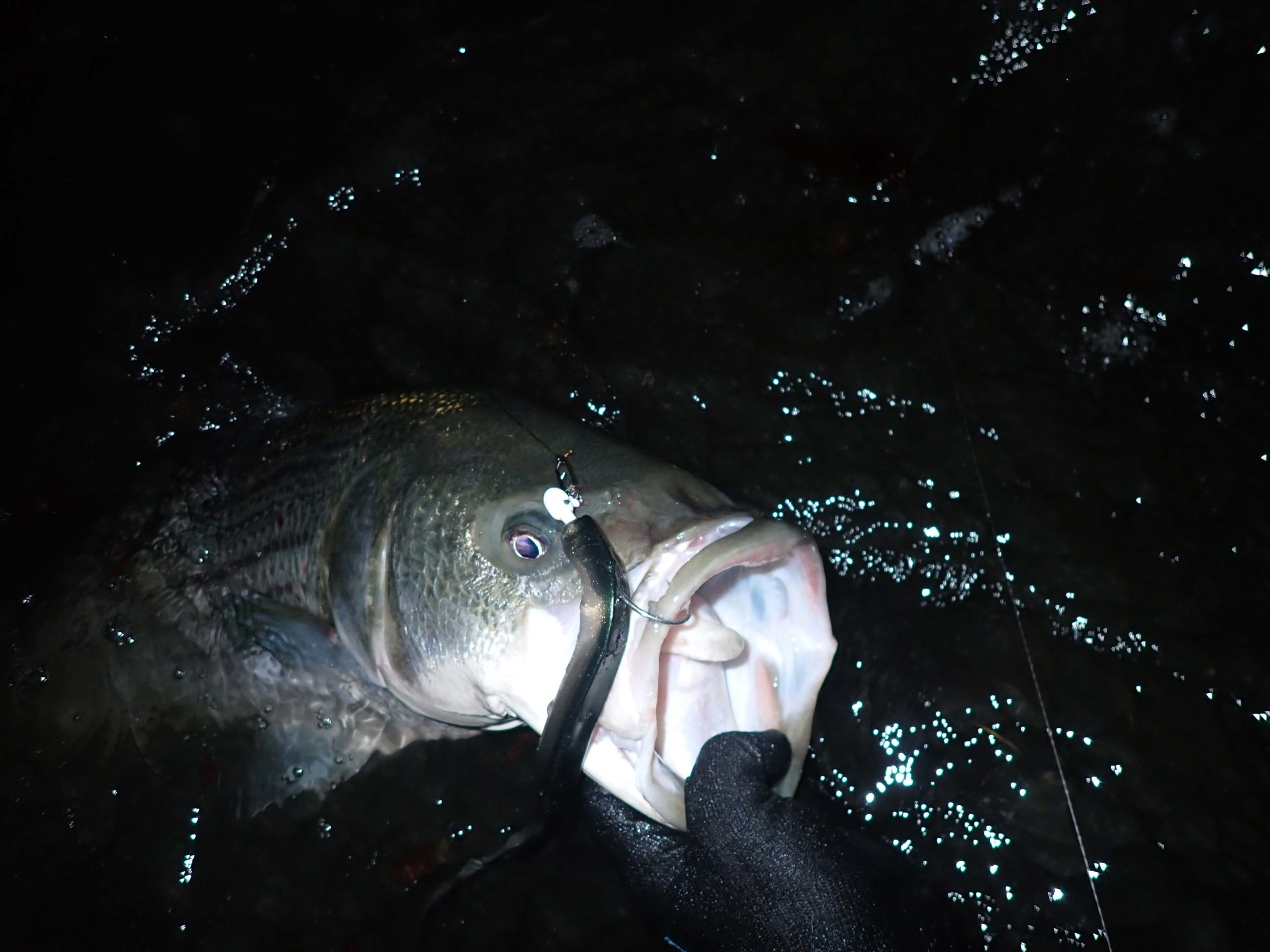 fish eyes smarter fishing