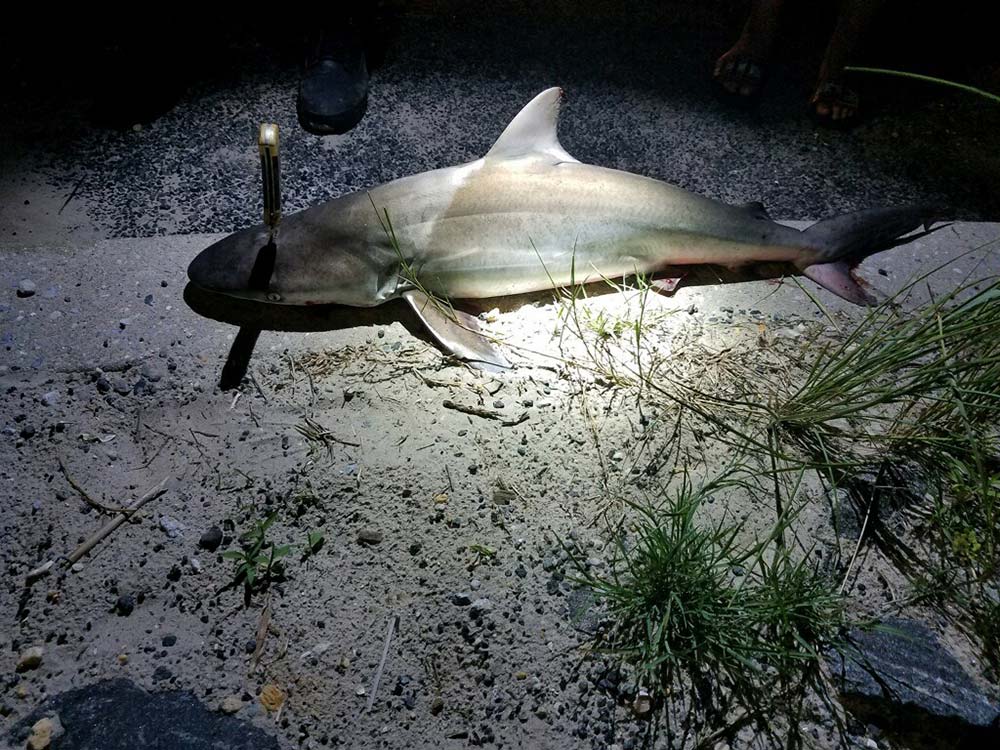 Jersey Shore Sand Tiger Sharks - On The Water