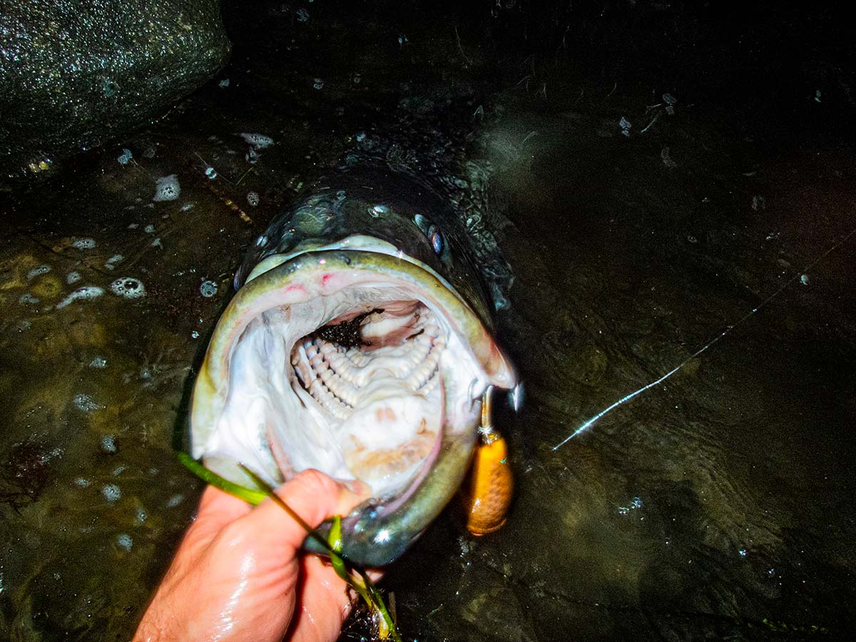 Even a moderate-sized striped bass