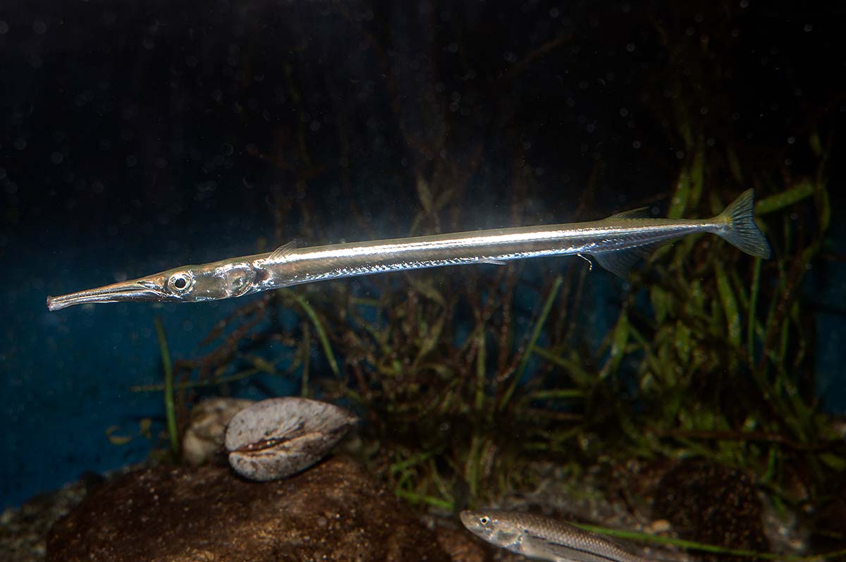 SPECIES PROFILE NEEDLEFISH