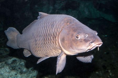 Love ‘em or hate ‘em, carp are here to stay and provide excellent angling opportunities.