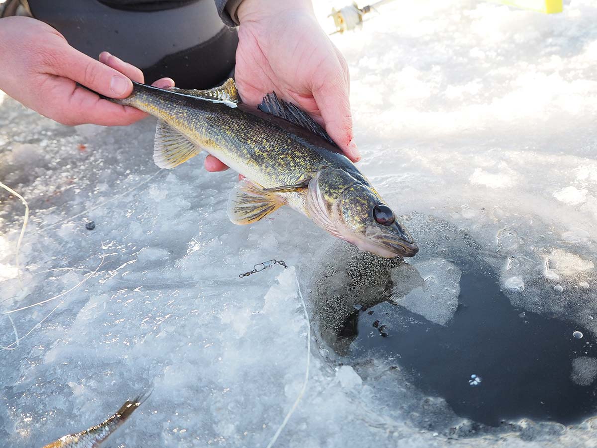 Even if the fish are small