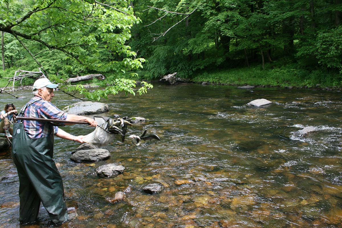 Another liberal dose of hatchery raised trout