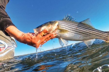 Northeast Striped Bass Study