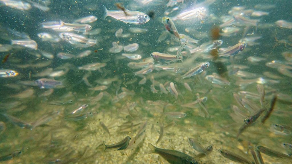 Your average surfcasting lure is not a good imitator of small bait, this is where the teaser comes into play.