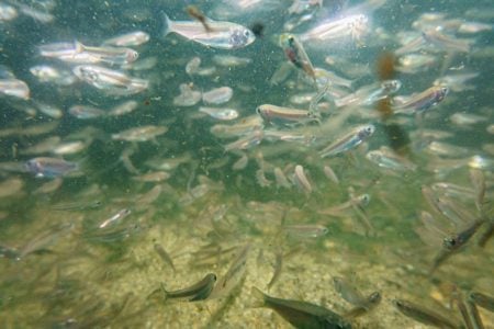Your average surfcasting lure is not a good imitator of small bait, this is where the teaser comes into play.
