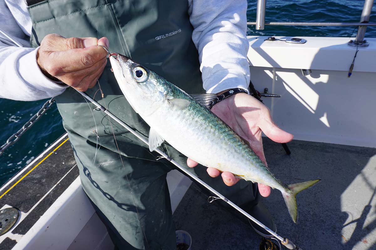 CHUB MACKEREL